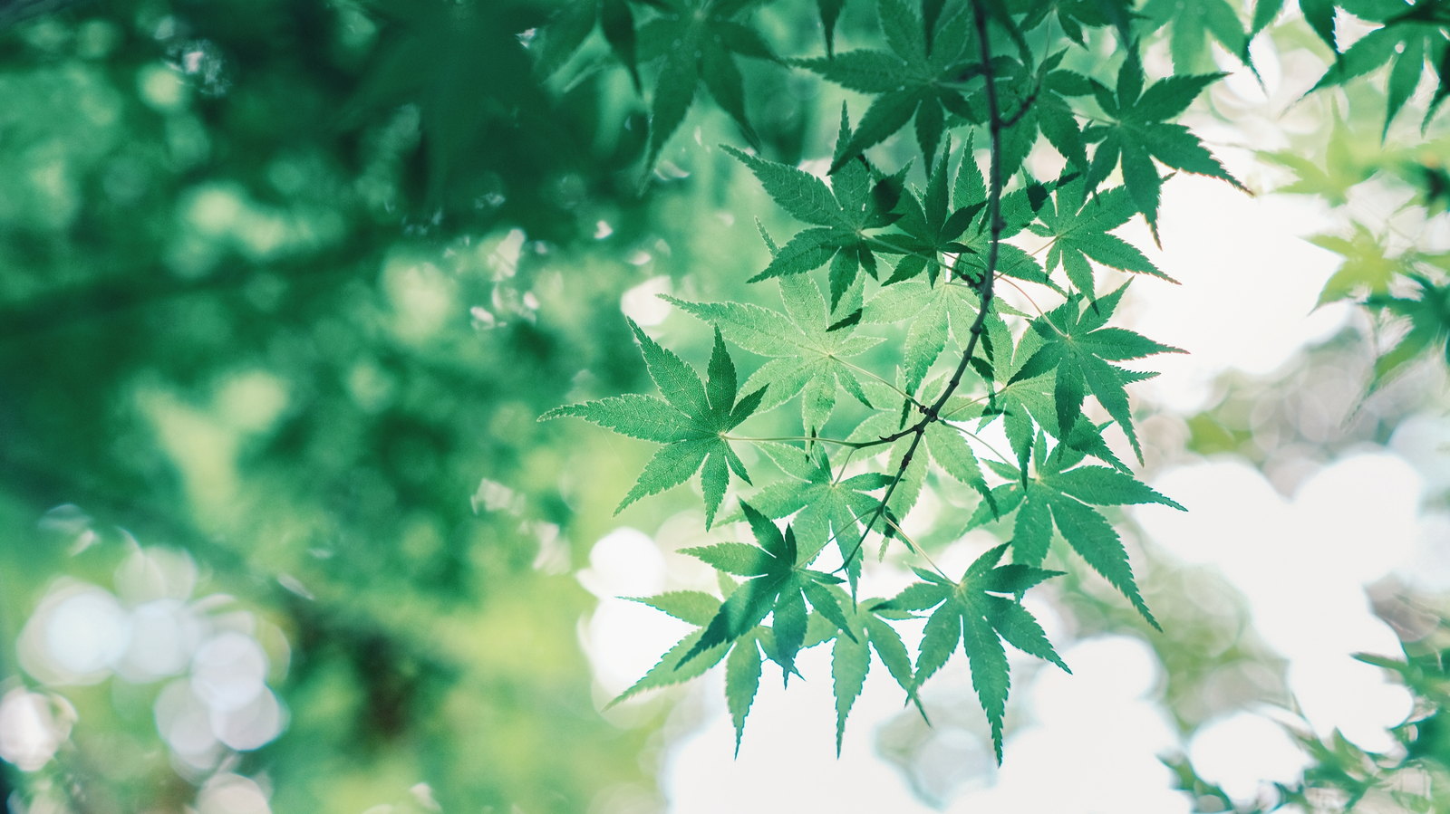 逆光下透亮的绿色枫叶
