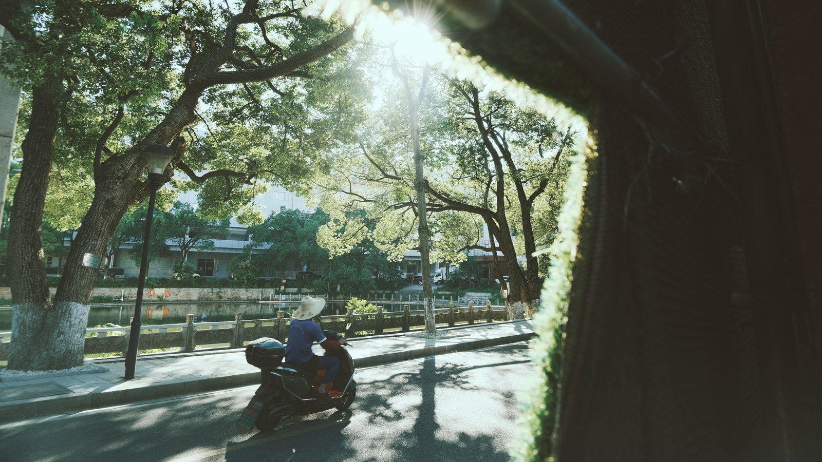 阳光穿过树冠落在公园小路上