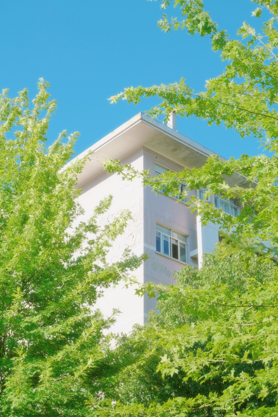 绿色枝叶环绕的白色建筑