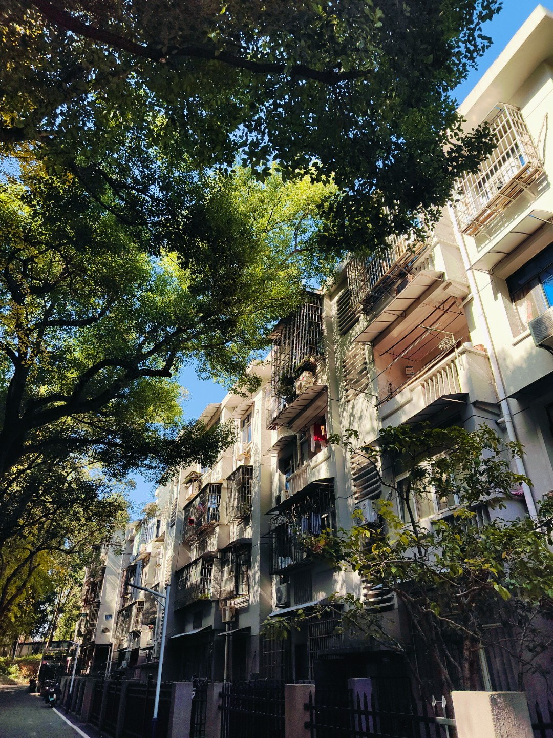 阳光穿过树冠照在沿街民居的立面上